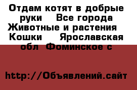 Отдам котят в добрые руки. - Все города Животные и растения » Кошки   . Ярославская обл.,Фоминское с.